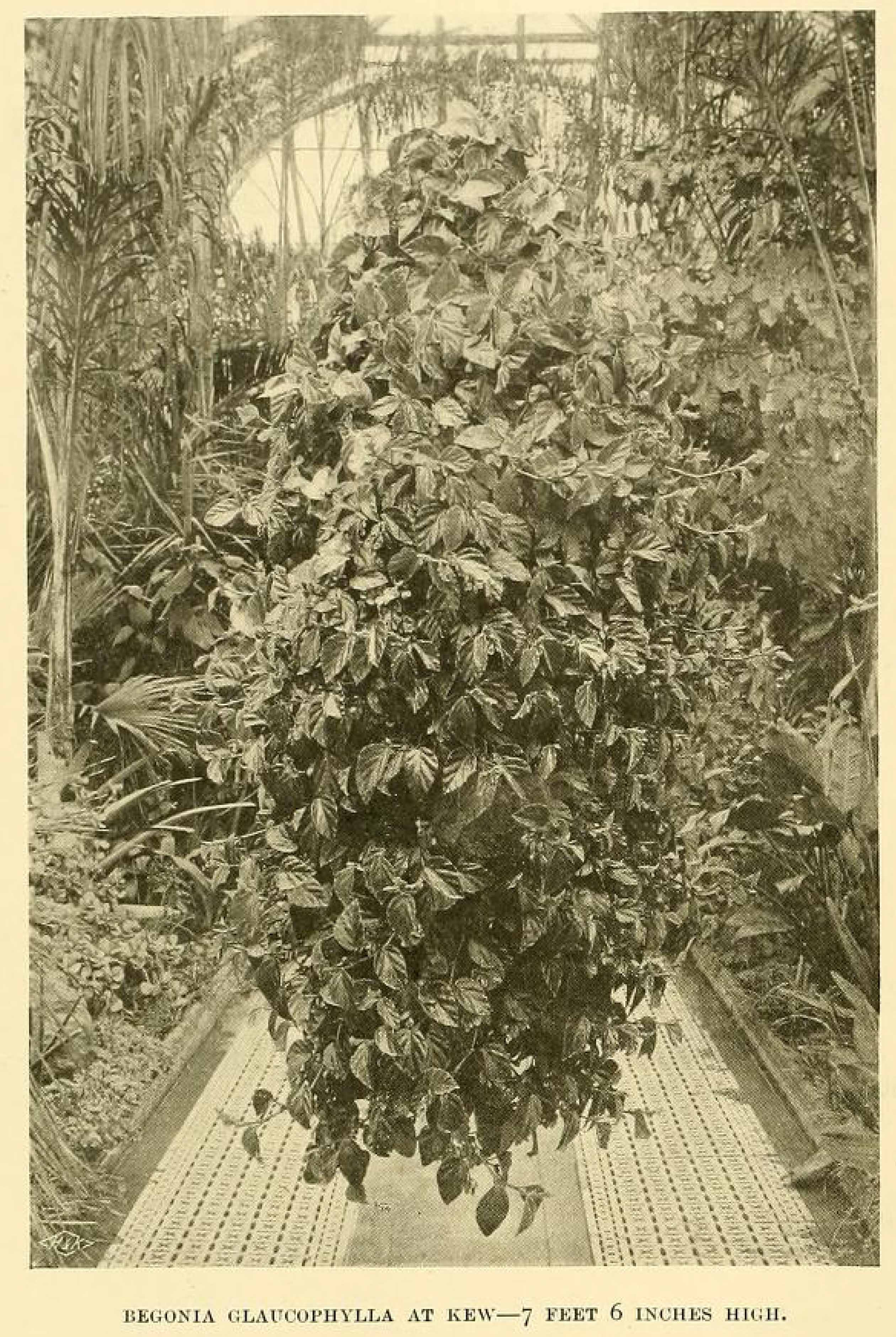 B. glaucophylla